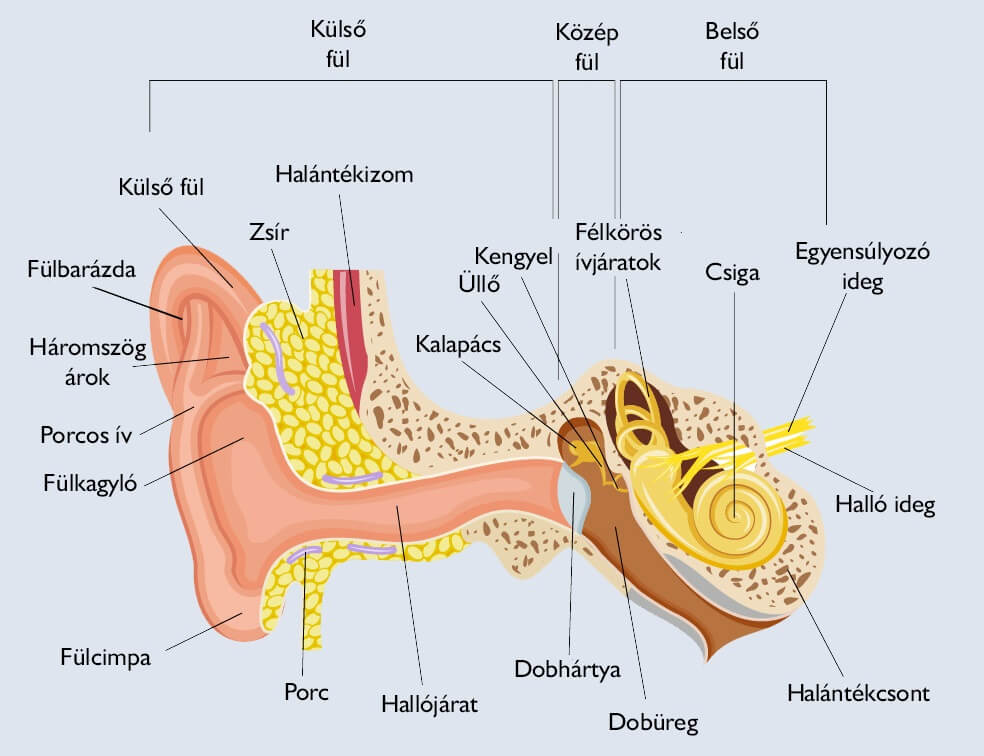 Fül-orr gégészet Dunaharasztin